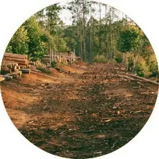 Deforestation