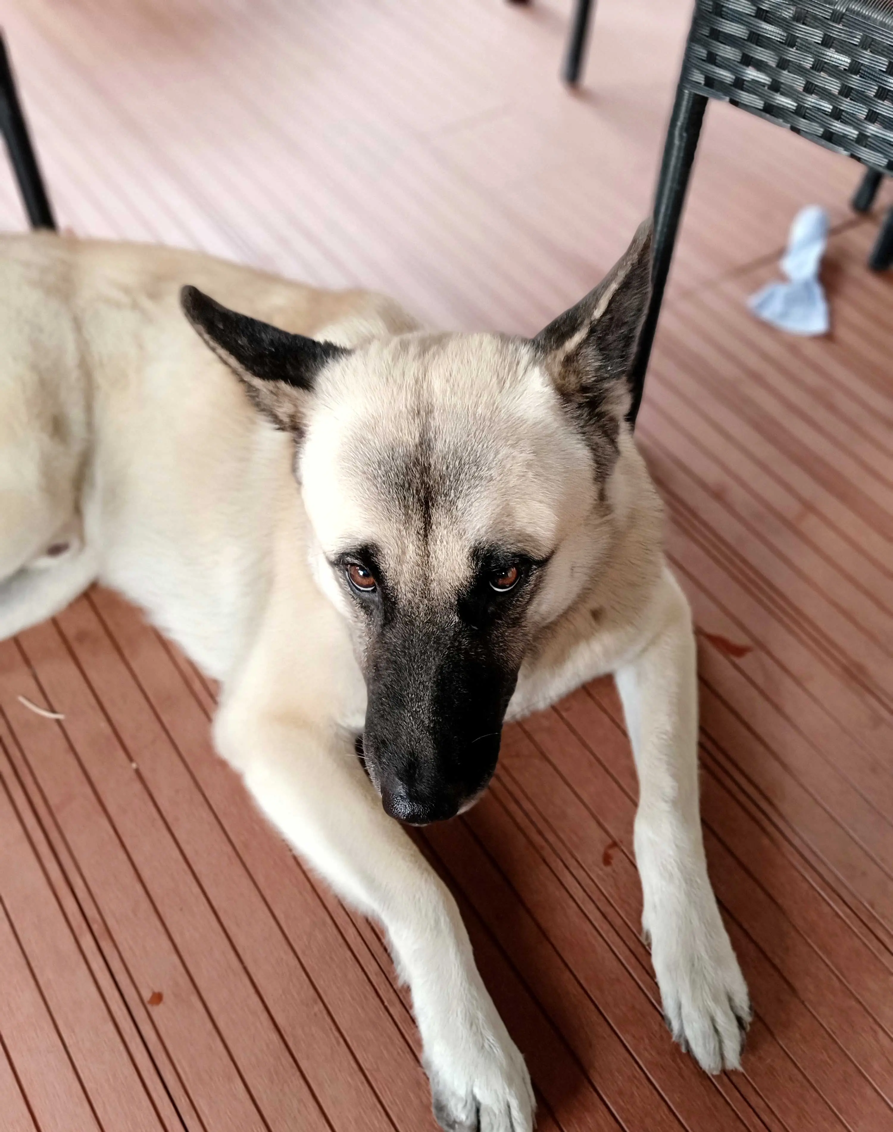 Pet friendly composite deck cleaning guide routine maintenance